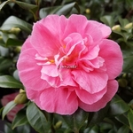 Camellia japonica Preston Rose (1)