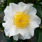 Camellia japonica Silver Waves