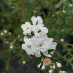 Leptospermum scoparium White Snow (1)