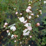 Leptospermum scoparium White Snow (3)