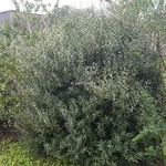 Phillyrea angustifolia Rosmarinifolia (1)