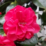 Camellia japonica Eugenia de Montijo