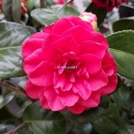 camellia japonica Eugenia de Montijo (3)