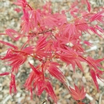 Acer palmatum Phoenix (1)