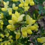 Coronilla valentina glauca Citrina (1)