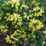 Coronilla valentina glauca Citrina (2)