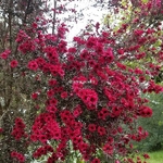 Leptospermum scoparium Crimson Glory (1)