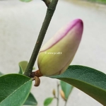Magnolia Fairy Lime (1)