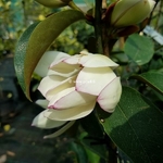 Magnolia Fairy Lime