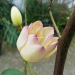 Magnolia Fairy Lime (3)