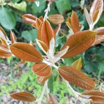 Photinia prionophylla (2)