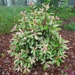 Photinia serratifolia Pink Crispy (4)