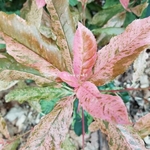 Photinia serratifolia Pink Crispy