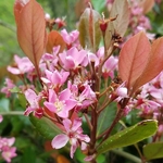 Rhaphiolepis indica Springtime (3)