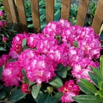 Rhododendron Germania