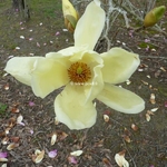 Magnolia Elisabeth (5)