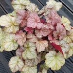 Heuchera Pinot Gris