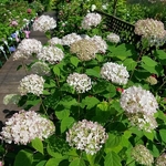 Hydrangea arborescens Candybelle Marshmallow (2)