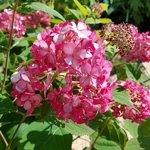 Hydrangea arborescens Ruby Annabelle (1)