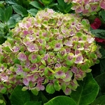 Hydrangea macrophylla Coral