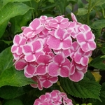 Hydrangea macrophylla Frau Noshimi (3)