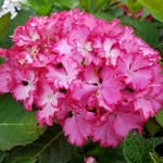 Hydrangea macrophylla Julia (1)