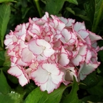 Hydrangea macrophylla Lisa (1)