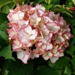 Hydrangea macrophylla Lisa (2)