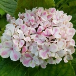 Hydrangea macrophylla Peppermint