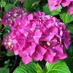 Hydrangea macrophylla Purple Dance (3)