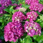 Hydrangea macrophylla Purple Dance (2)