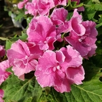 Hydrangea macrophylla SoLong Starlit Sky