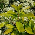 Photinia serrulata (1)