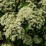 Photinia serrulata (3)