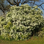 Photinia serrulata (2)