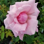 Rosa Parfum de Liberté