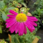 Tanacetum coccineum Robinson Red