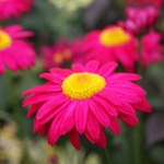 Tanacetum Robinson Red