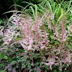 Astilbe Beauty of Ernst