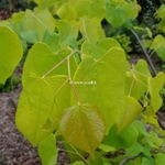 Cercis canadensis Hearts of Gold