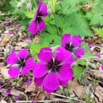 Geranium Dragon Heart (1)