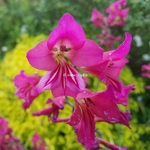 Gladiolus communis ssp. byzantinus