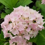 Hydrangea macrophylla Albrechtburg (1)