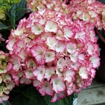 Hydrangea macrophylla Alice (1)