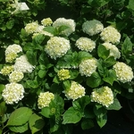 Hydrangea macrophylla Pearl (2)