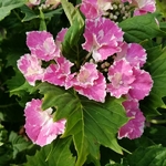 Hydrangea macrophylla SoLong Starlit Sky (2)