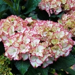 Hydrangea macrophylla Sophia (1)