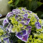 Hydrangea macrophylla Tivoli (4)