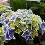 Hydrangea macrophylla Tivoli (2)