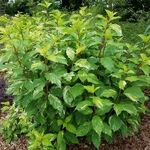 Hydrangea paniculata Shikoku Flash